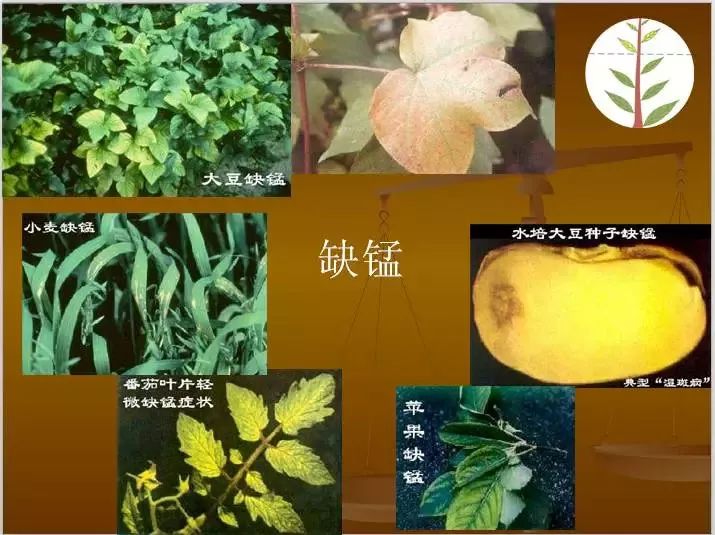 植物缺素症图片及说明图片