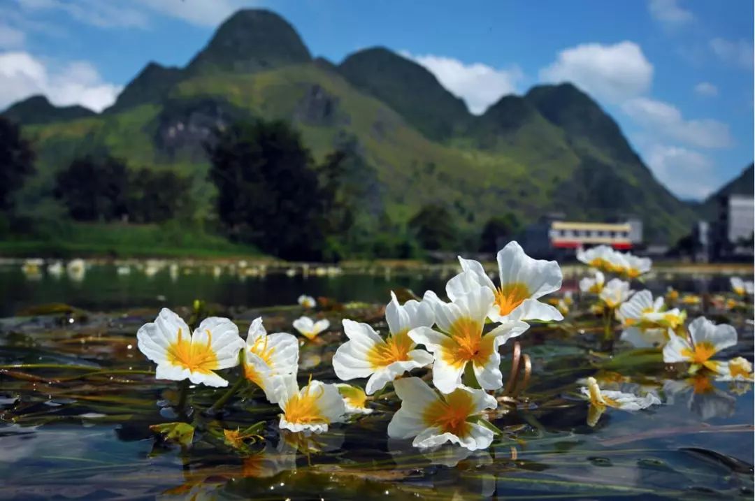 广西境内生长在清水河里的海菜花,图/吴双棕头雅雀,图/张可航生活解码