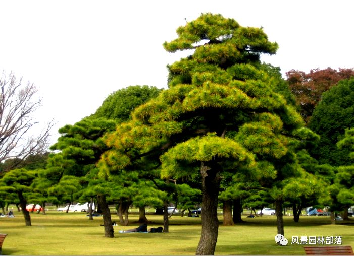 在這個看臉的時代園林植物也需要整形