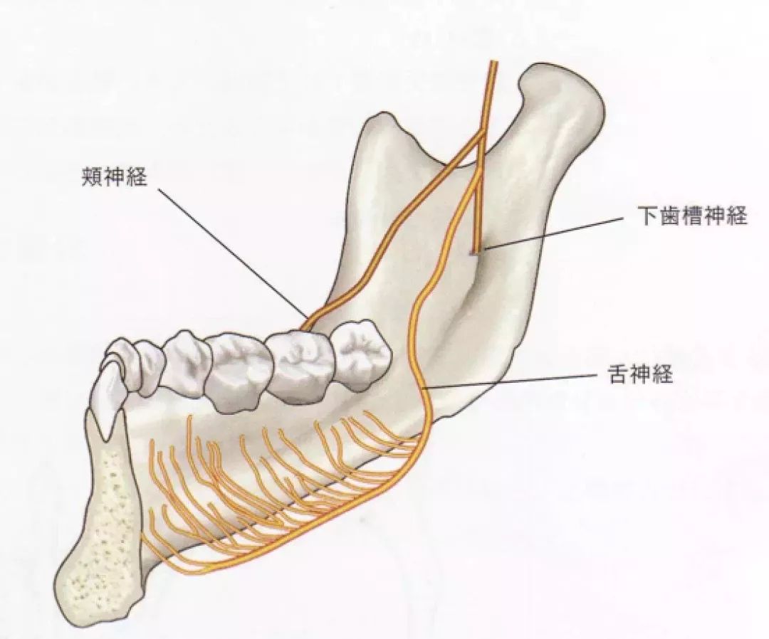 下颌骨在下颌升支处朝外侧延伸,舌神经在第二磨牙远中紧贴下颌舌侧