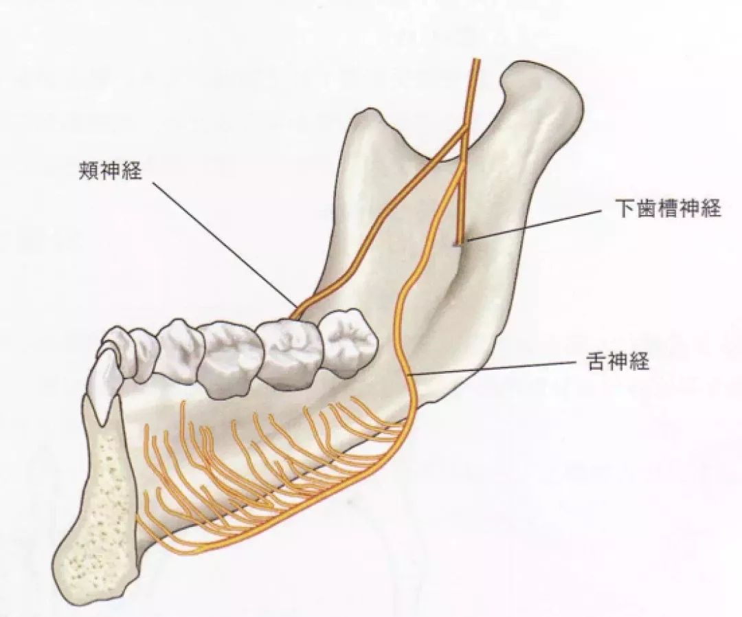 舌神经走向图图片