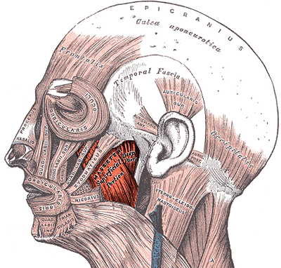 红色部分表示咬肌(wiki)最后一个影响因素是头颅的大小,这也是决定脸