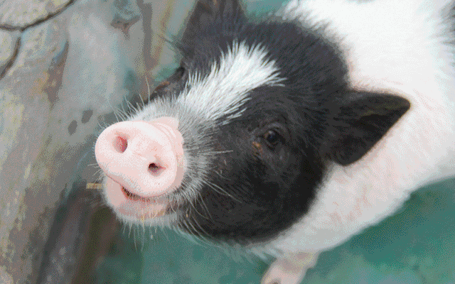 荷兰小香猪 表情包图片