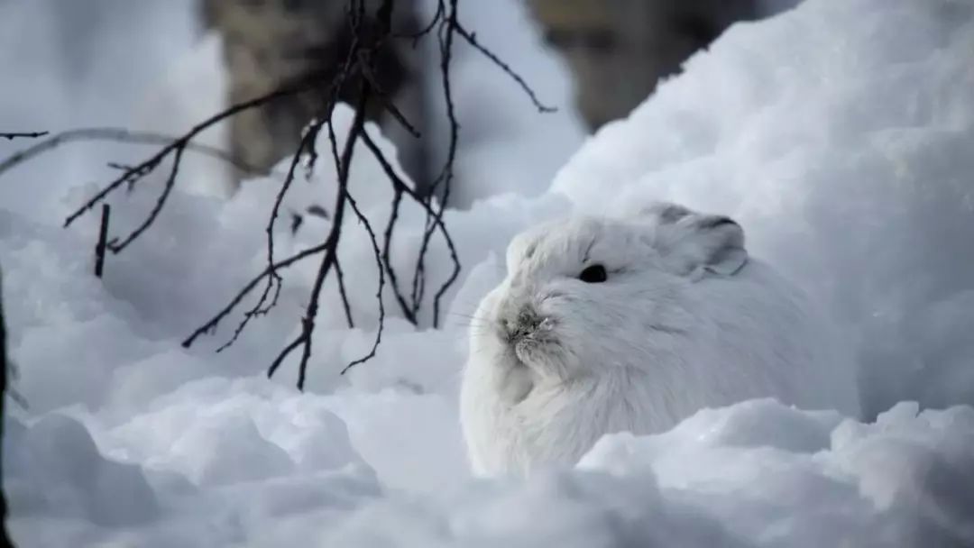 它独自生活在一片白色中,靠捕食雪兔为生