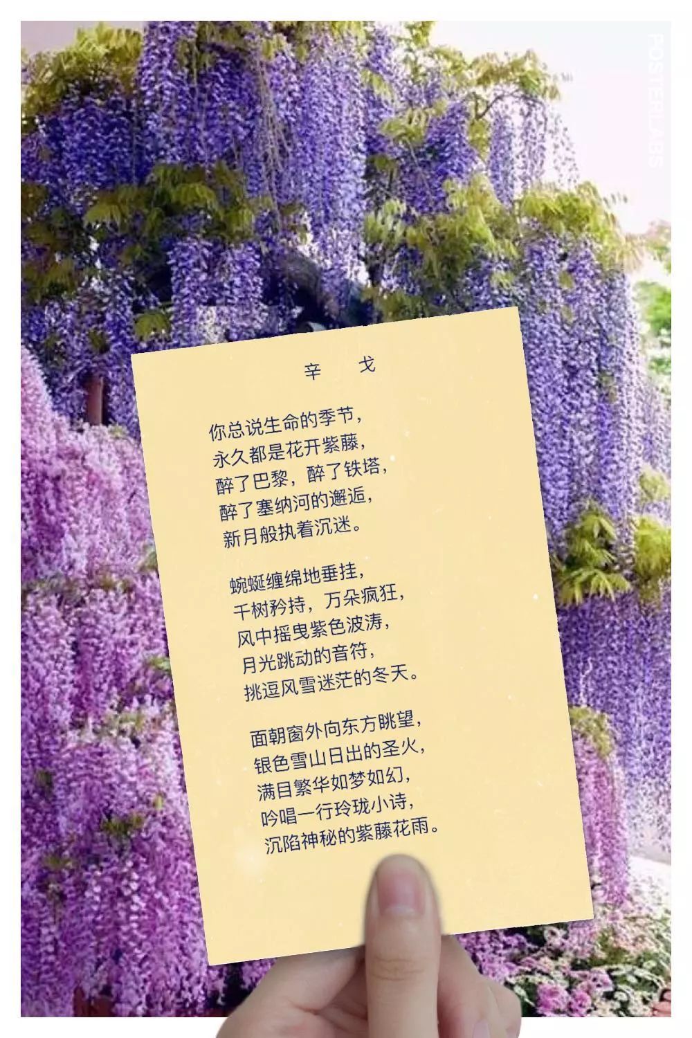 描写紫藤花的优美句子图片