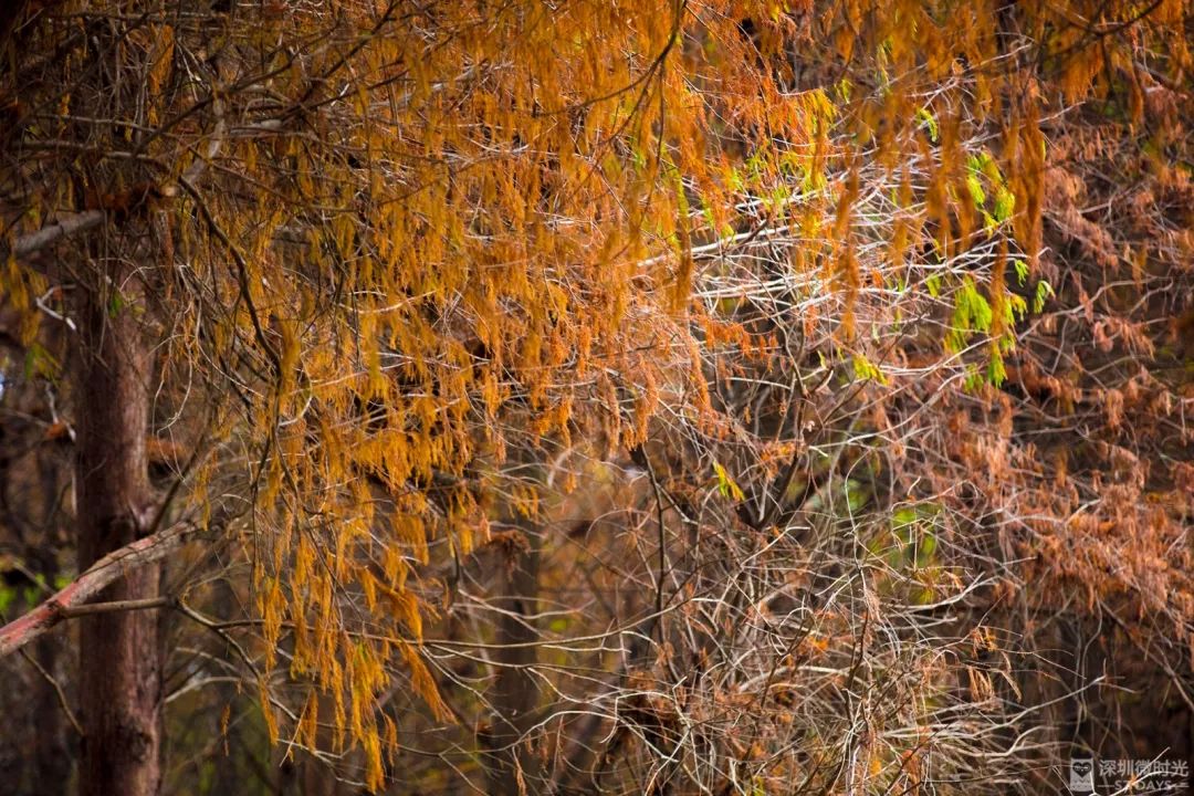 落羽杉紅了!成功入冬的深圳,卻在上演一場秋天童話!