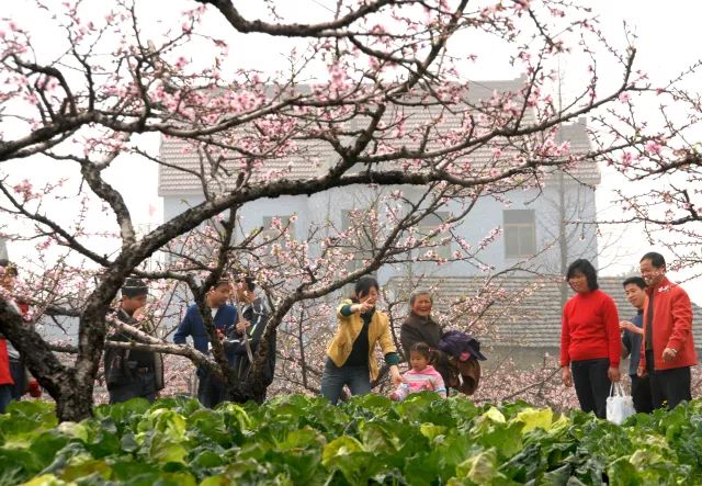 结合七大主题园区,永红村挖掘农村原始风貌,风俗习惯等,形成了 三条