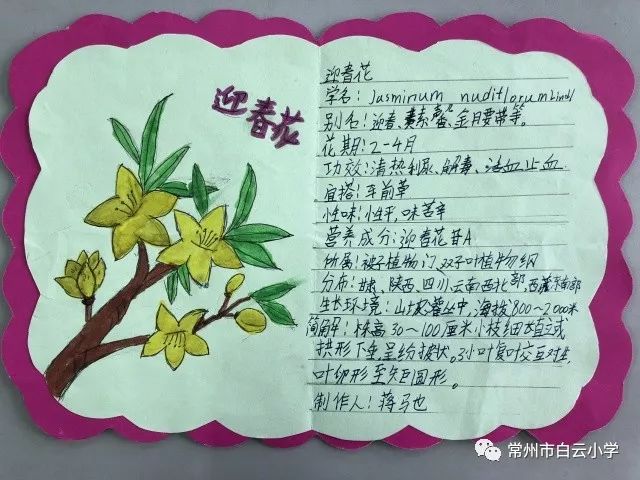 桂花树名片制作小学生图片