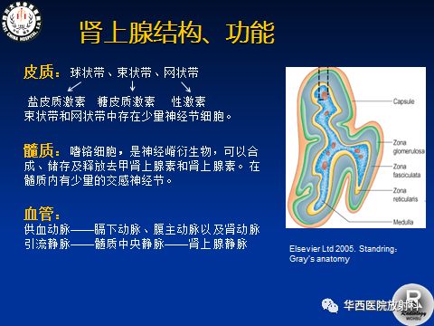 杨玲老师首先对肾上腺的发生,结构和功能进行了简要介绍