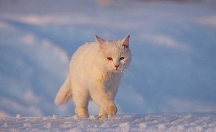 俄罗斯战斗猫把狐狸赶跑,论猫咪的战斗实力