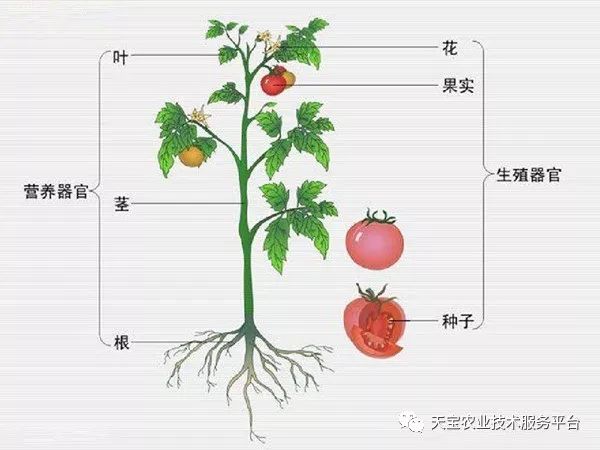 茎的结构及作用图片