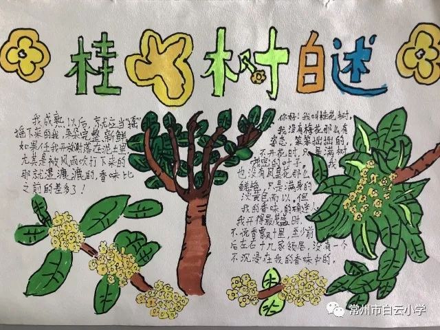 桂花树名片制作小学生图片