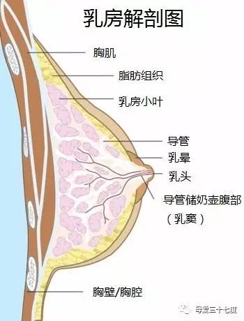 右乳2点钟位置图图片