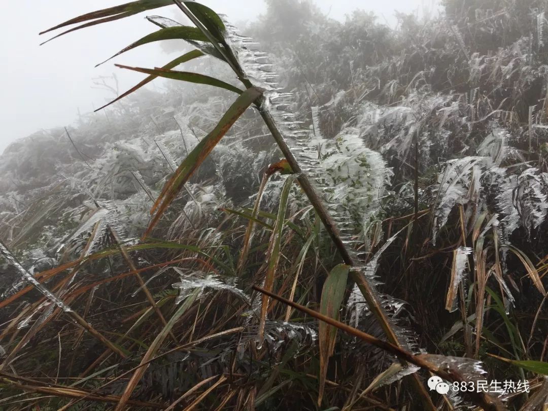 五百多人今天上高明皂幕山赏雪景