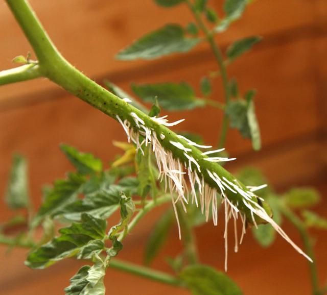 西红柿的根茎叶图片