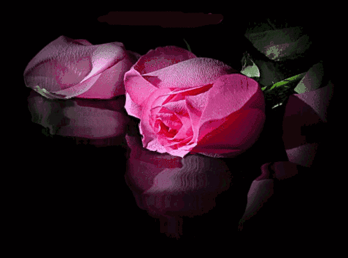玫瑰花最美动态图片