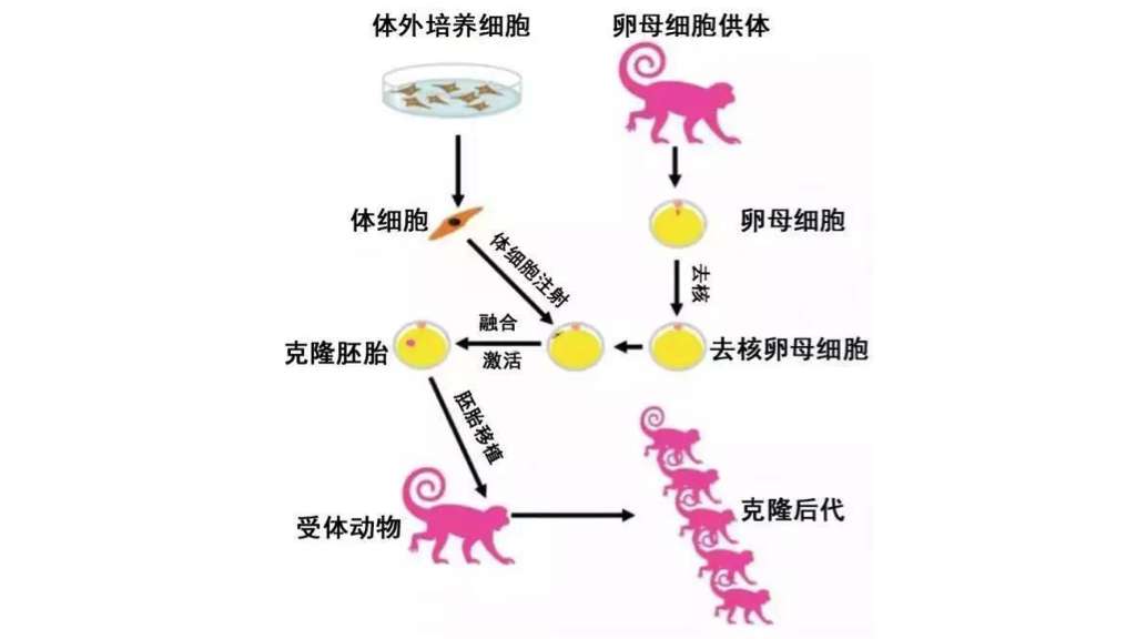 动物体细胞核移植图片
