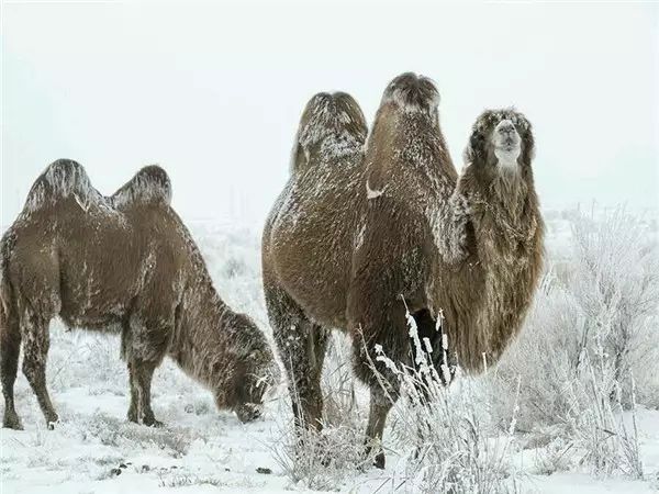 新疆标志性动物图片
