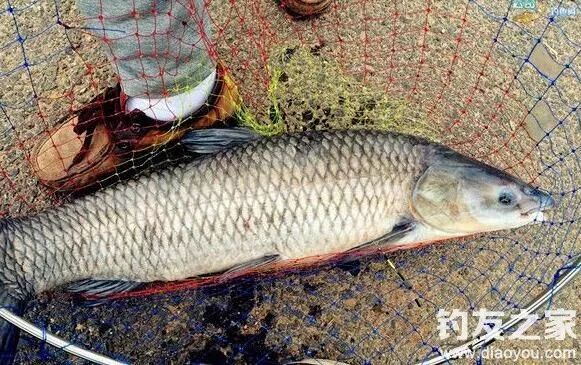 一,野生青魚的生活習性水庫或湖泊中的野生青魚個頭多在十斤以上,當