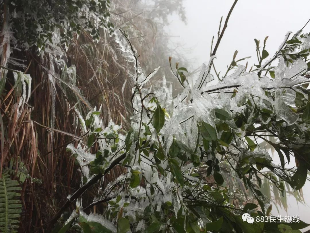 五百多人今天上高明皂幕山赏雪景