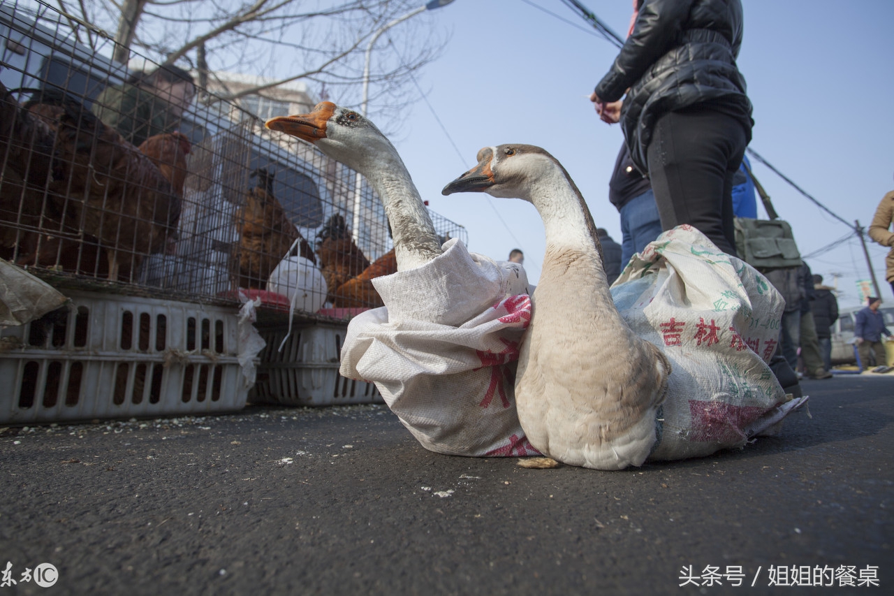 大鹅拿枪原图图片