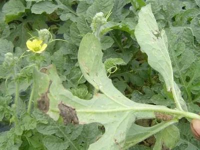 梨,蘋果,板栗,梅,李,杏,葡萄等);10,芒果細菌性黑斑病;9,獼猴桃潰瘍病