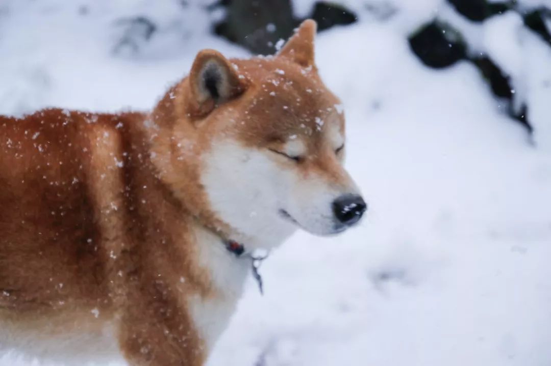 大雪那天日本這隻柴犬的所作所為讓無數網友感同身受