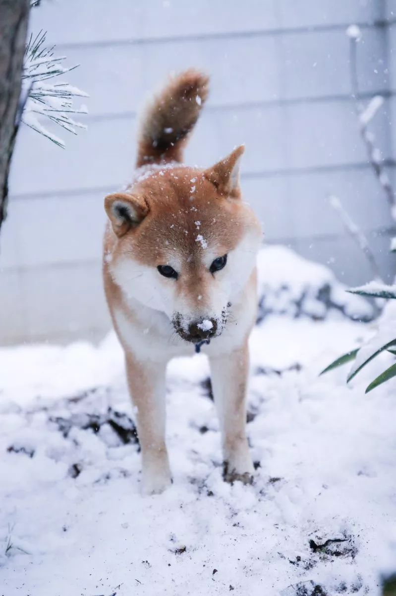 大雪那天日本这只柴犬的所作所为让无数网友感同身受