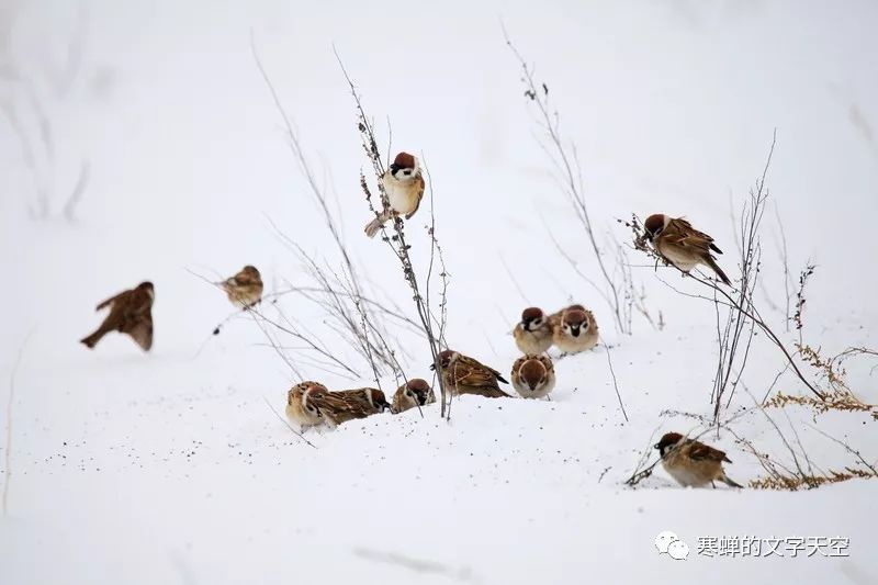 麻雀,在雨雪中等春暖花開