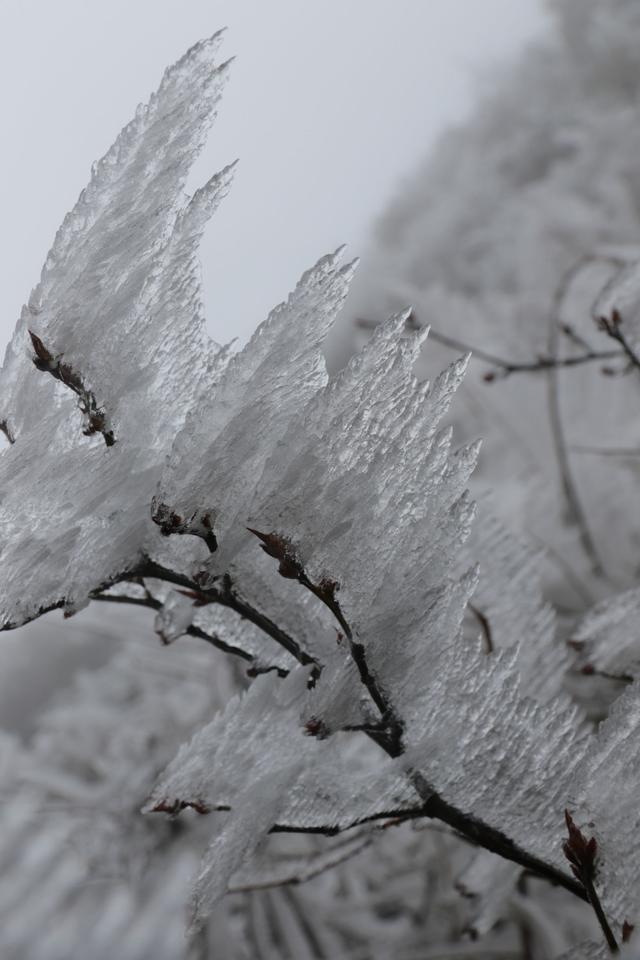 冬天树结冰图片真实的图片