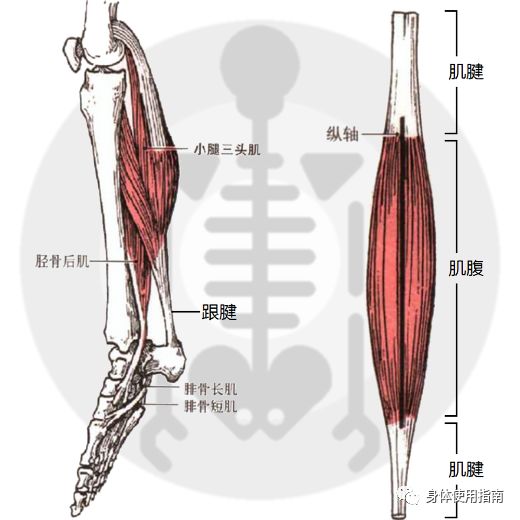 人体肌腱的位置图图片