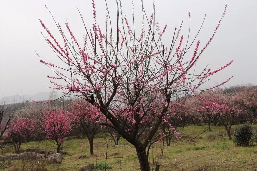 大邑大坪山看梅花图片