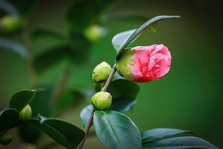 立春,一枝山茶迎风开