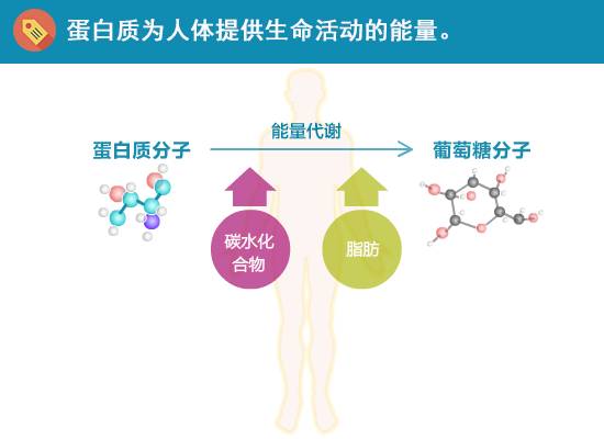 蛋白质—你需要吃得对,吃得够!