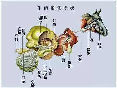 奶牛四胃位置图解图片