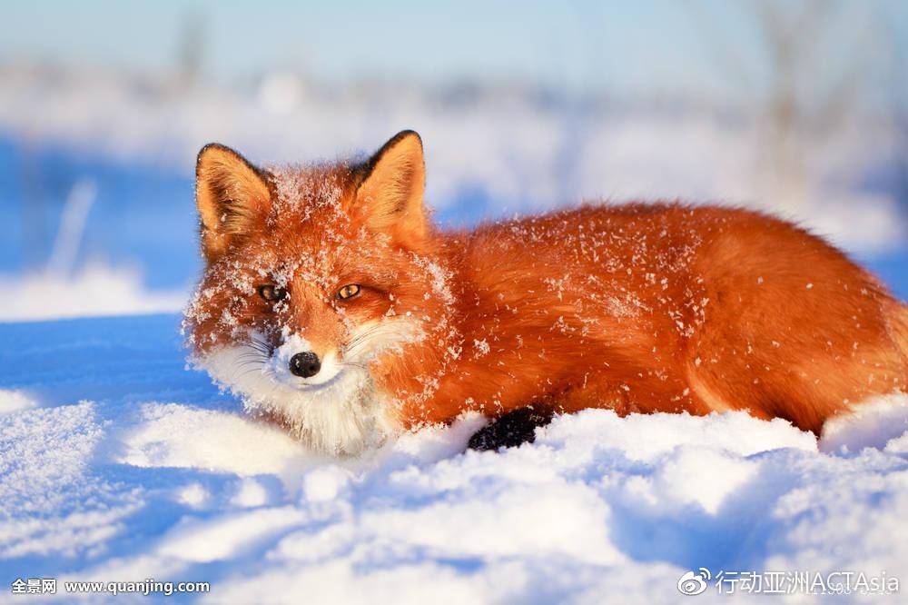 你知道冬日里的小狐狸是什么样子吗