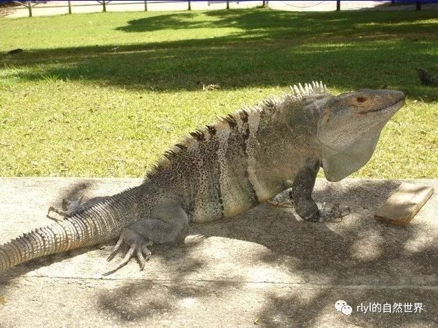 「中美洲刺尾鬣蜥」之飼養經驗分享