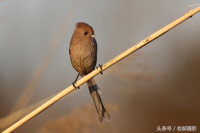 全身棕色的鸟比麻雀大图片