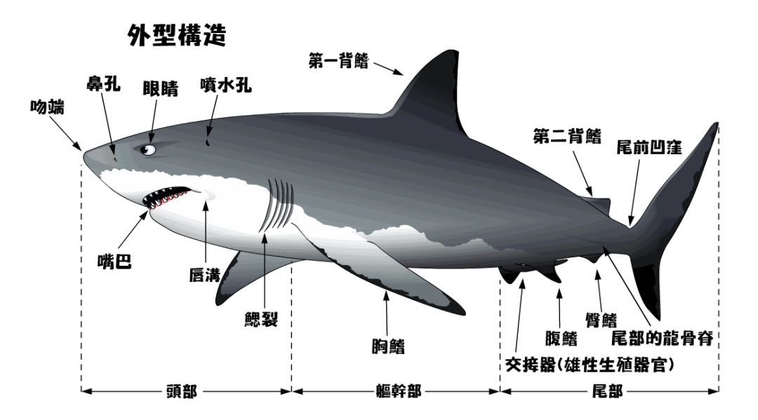鲨鱼的种类名称图片