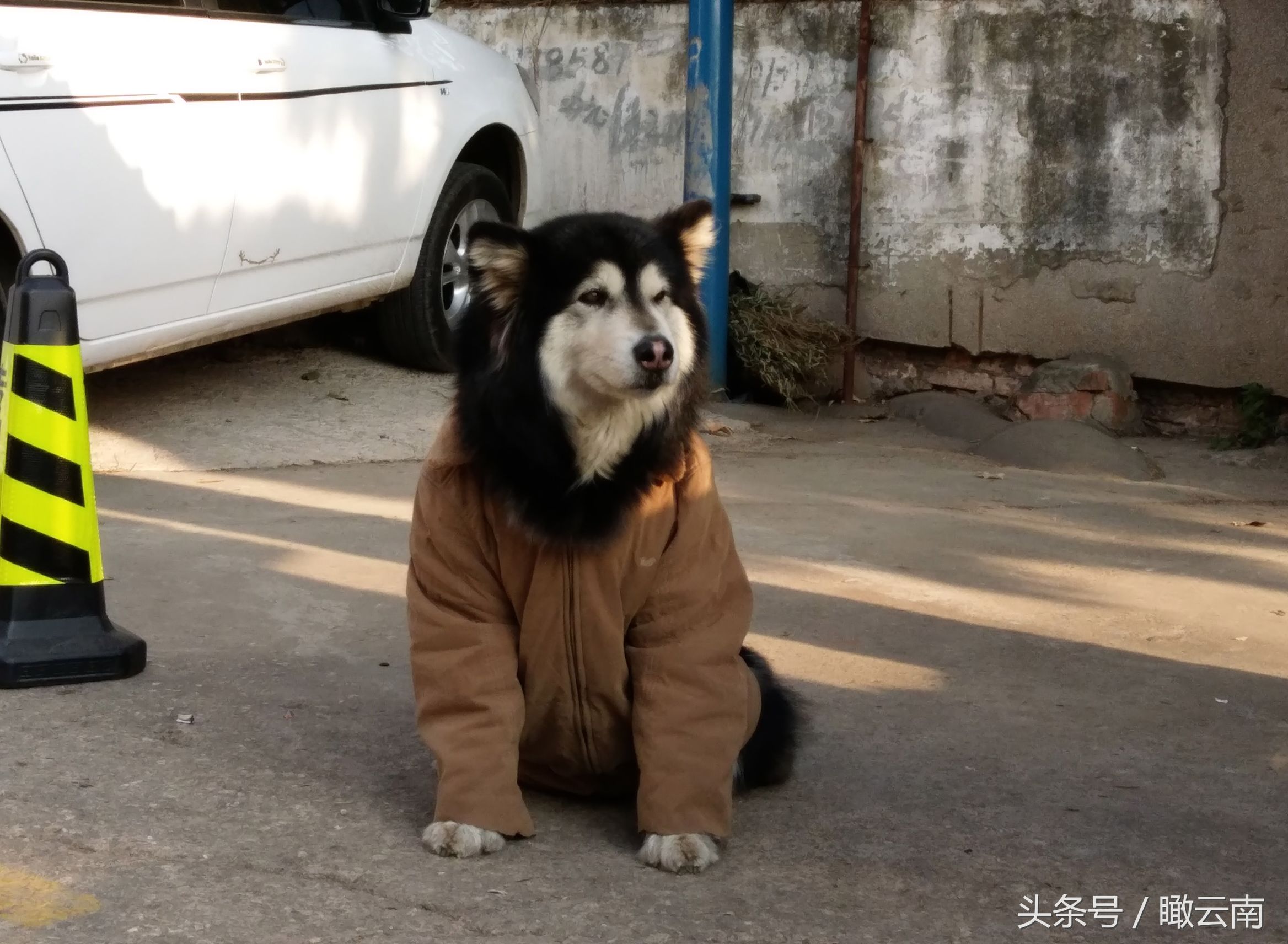 昆明下雪了 主人给狗狗穿上自己的棉衣吓坏路人