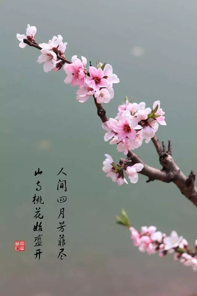 山寺桃花手机壁纸图片