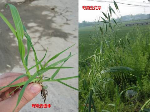 長大後野燕麥植株野燕麥幼苗的根莖處發白,表明被柔毛,無葉耳(注1)