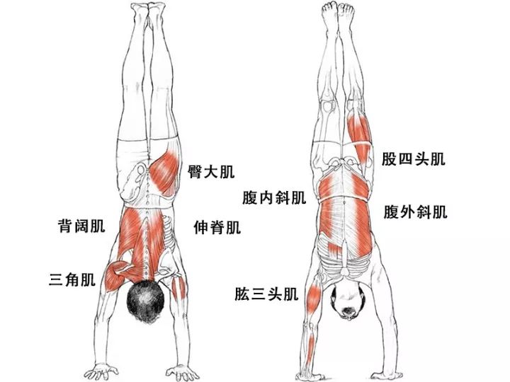 倒立练什么肌肉图解图片