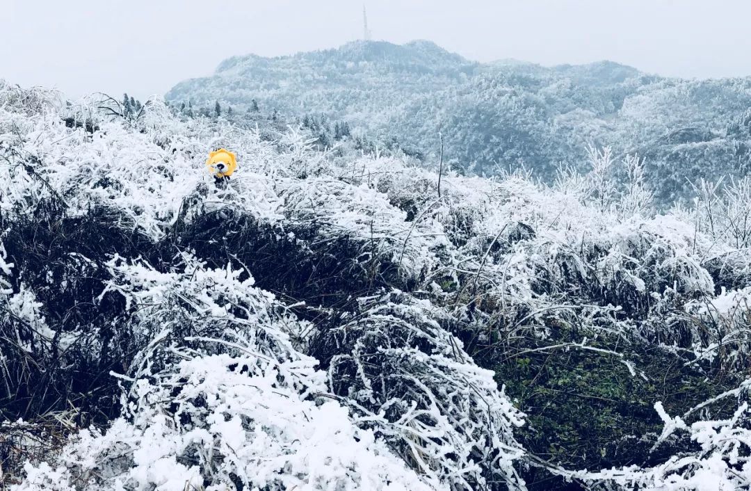 贵阳乌当云雾山图片