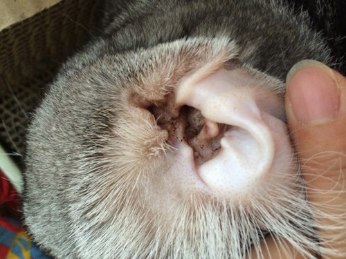 宠物猫耳粉洗耳螨吗 宠物耳粉洗耳螨吗