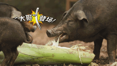 猪滚白菜动态图图片