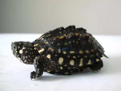 斑点龟成年图片