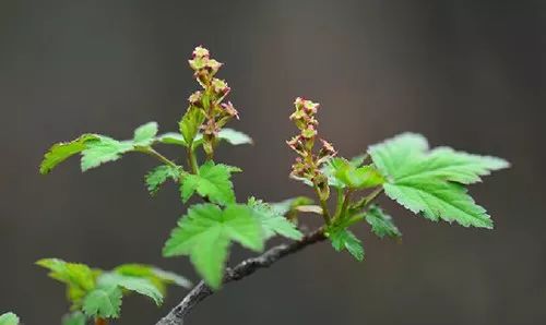 每日一植绿花茶藨子