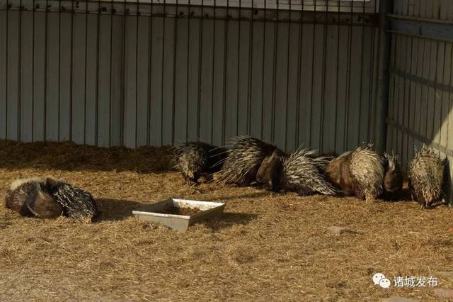 諸城野生動物園正月初一對外開放趕緊看看園內都有啥