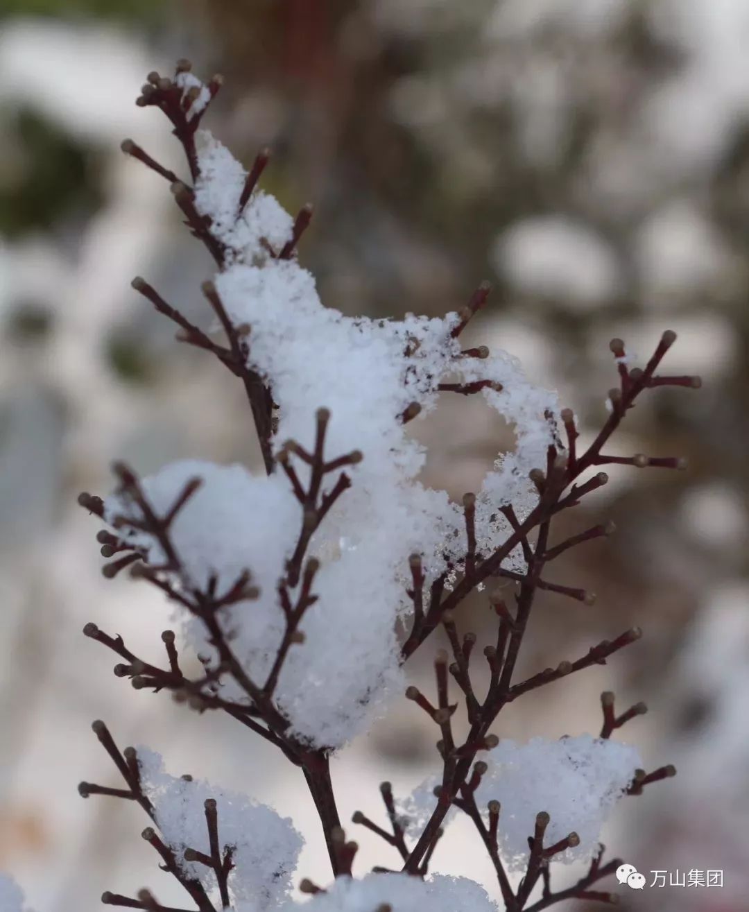 【雪中景】瑞雪兆萬山